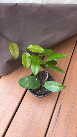 Hoya Plant