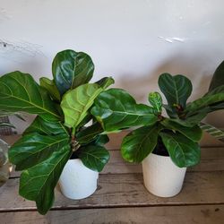 Fiddle Leaf Fig Plant 6" Pot $5 Each