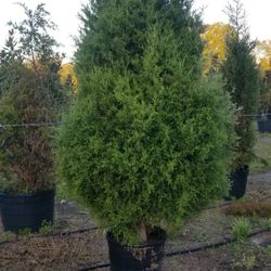 Cedar trees 6 Foot Tall delivered And Planted