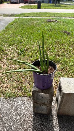 Aloe plants