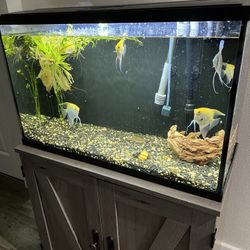 Fish Tank