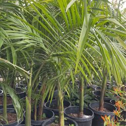 Beautiful King Palm $75 Each