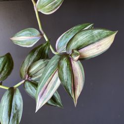 ✨ Quadricolor | Tradescantia ✨
