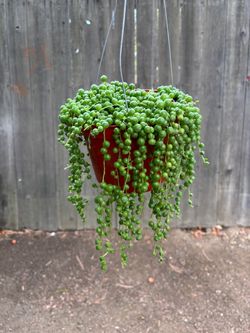 String of pearls