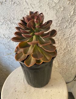 1 Gallon Pot Succulent Plant - Dusty Rose - Echeveria Gigantea Rose - Rooted & Established - Drought Resistant -🪴