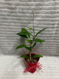 Hoya Plant