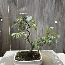 Japanese Maple Bonsai /A2