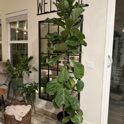 Beautiful Real Live 7’3” feet tall Fiddle Leaf Fig Plant Tree With Charcoal Plastic Pot