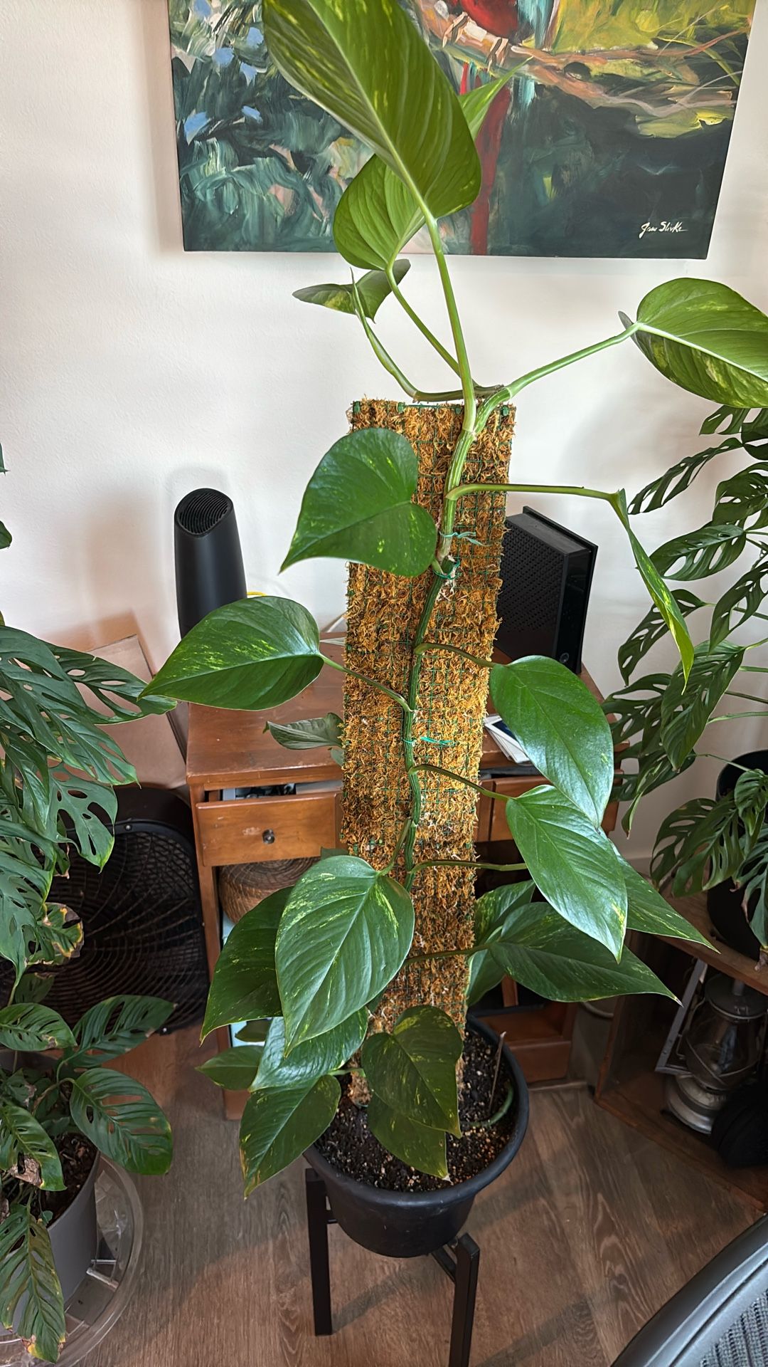 Hawaiian Pothos 
