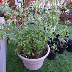 Pepper  Plants 