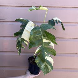 6” epipremnum pinnatum albo 2ft tall 16” leafs