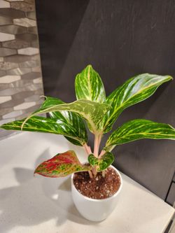 Aglaonema Chinese Evergreen Live Plant