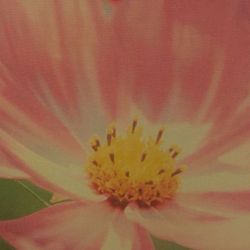 Zoo tickets Safari Park $115