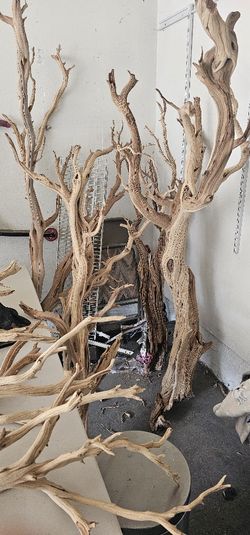 California Driftwood