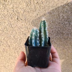 Hairy Blu Torch Cactus
