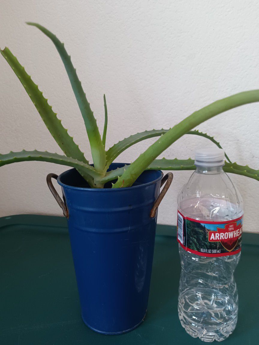 Aloe Vera Plant With Pot