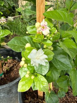 Multi-Pedal Sambac Jasmine Plant in 5 gallon