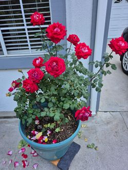 Rose wuth extra large pot