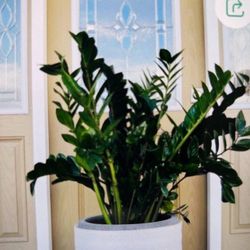 Beautiful ZZ Plants