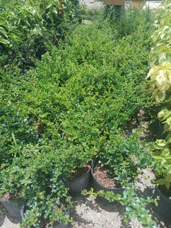 Serissa Hedges 3gl $6