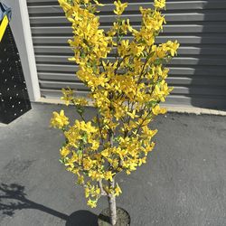 Forsythia Silk Plants