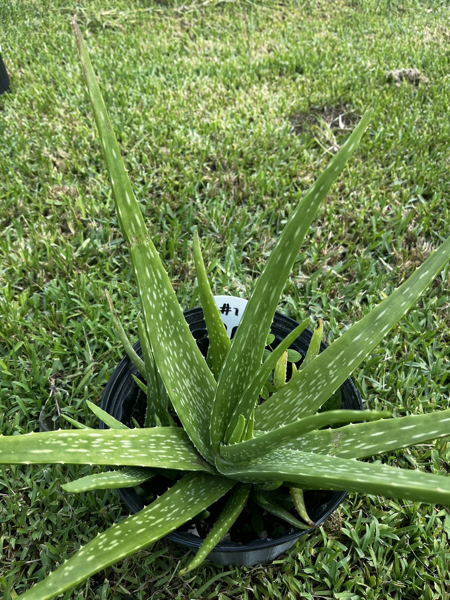 Sacred Aloe Vera Plant
