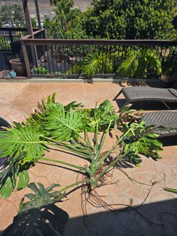 Philodendron Monstera deliciosa