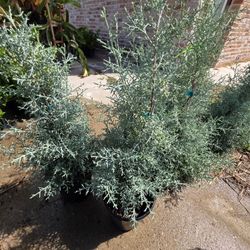 Pinos Carolina Shapiro Cypress 