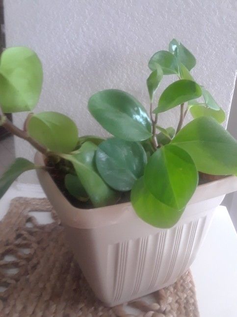 Plant for Inside! Please!