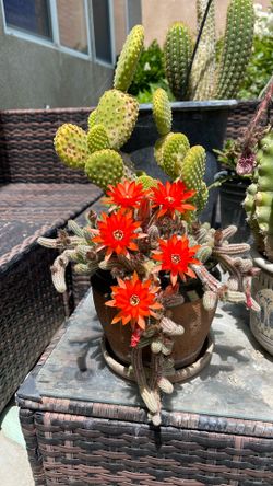 Disocactus Flagelliformis Plant