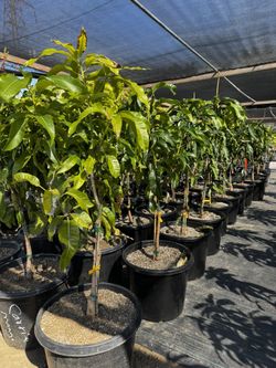 Mango Grafted Big Trunk 15 Gal Short 