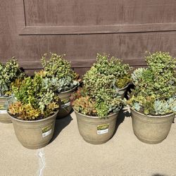 Succulents