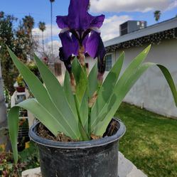 Plant