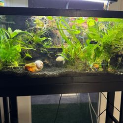 Custom Freshwater Fish Tank Aquaponic Aquarium For Sale