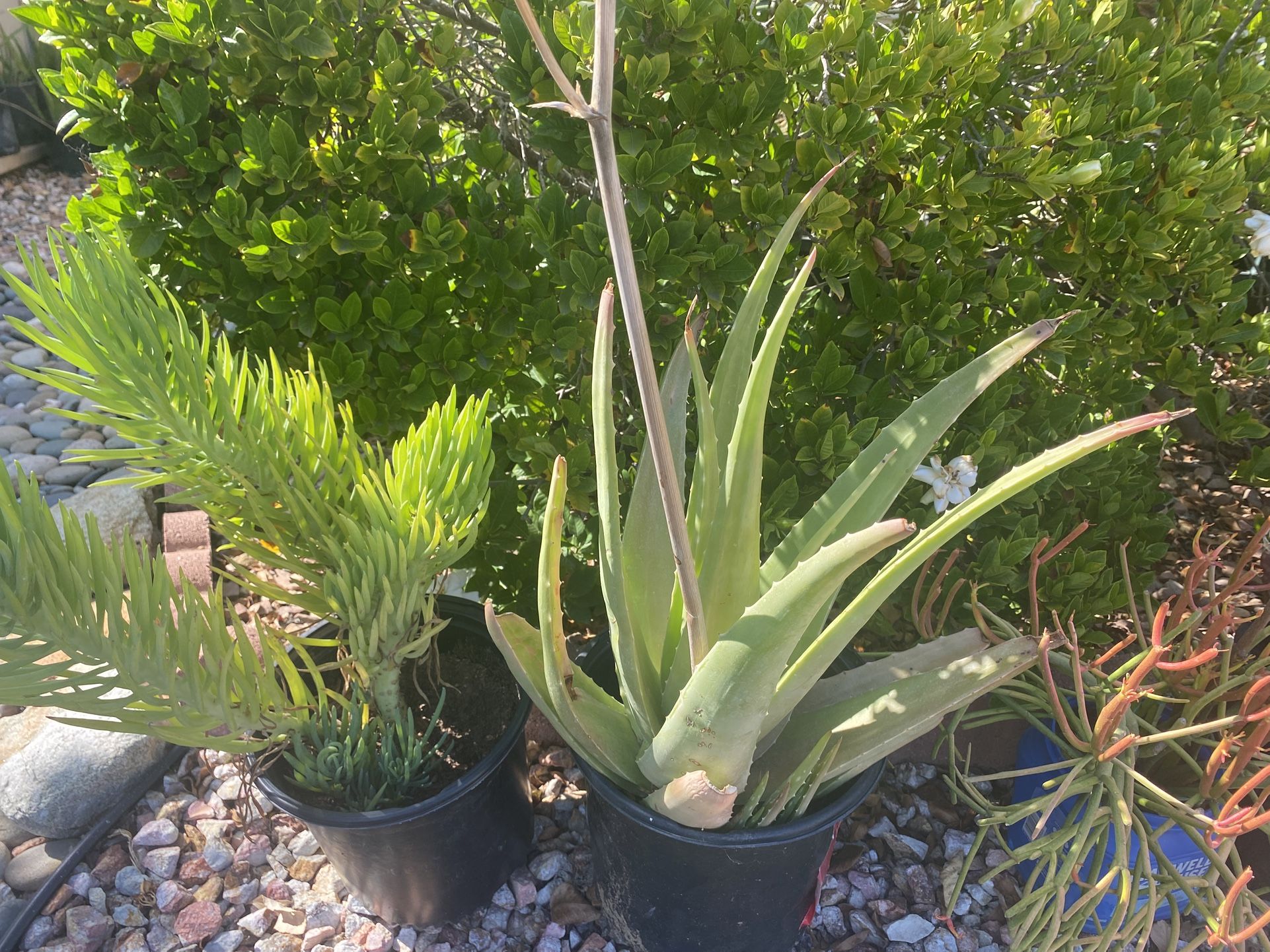 Aloe, Succulents, Agave And More…..