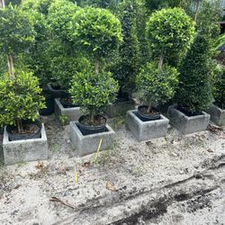 Double Ball Topiary In 3 gls Pot. SPECIAL PRICE 🤩