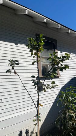 Apricot fruit tree