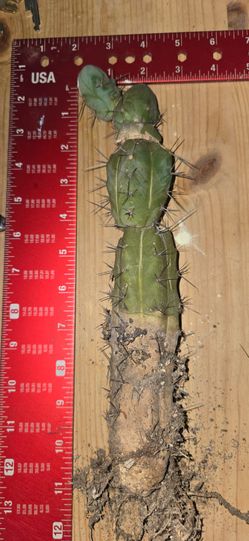 trichocereus bridgesii f. monstruosa "clone b" graft