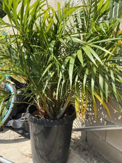 golden cane palms