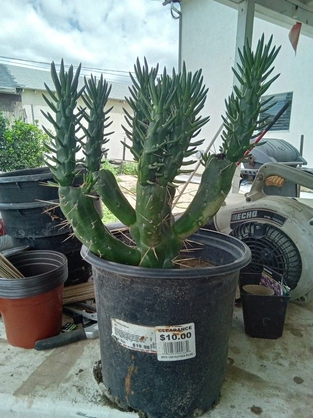 Cactus plants 7 Each Or Two For Ten