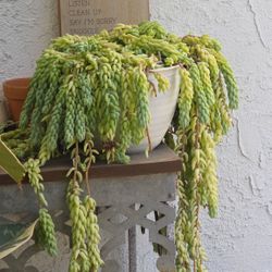 All Kinds Of Plants And Succulents For Sale!