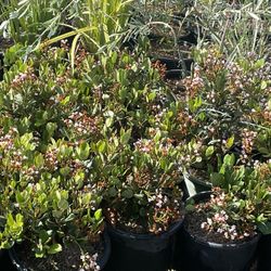 Rafailitos De 5 Galons 