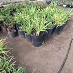 Agapanthus Purple 5 Gallon