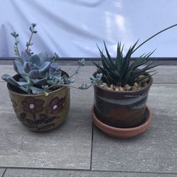 Succulents in 2 pretty ceramic pots