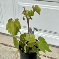 Concord Seedless Grape Plant (purple)