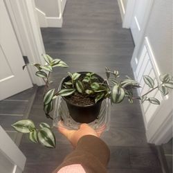 Striped tradescantia plant 🌱 in pot climbing vibrant