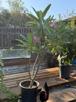 Loquat, plumeria, guava tree in 15 gallon pot