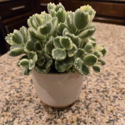 Varigated Bear Paws - Succulent 