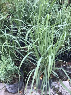 Lemon grass