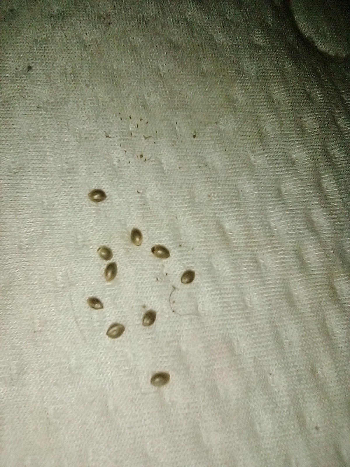 Mj Seeds